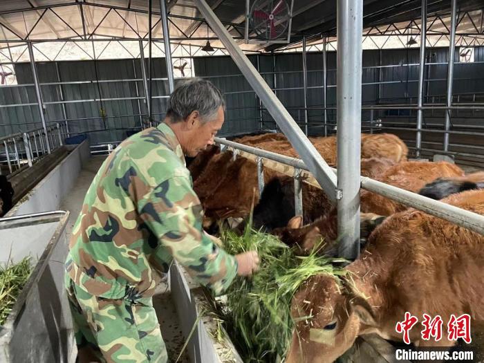 小黃牛養(yǎng)殖基地?！⌒阒迏^(qū)傳媒中心供圖