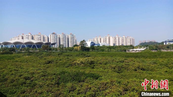 圖為防城港市北部灣海洋文化公園內(nèi)紅樹林郁郁蔥蔥。　馮抒敏 攝