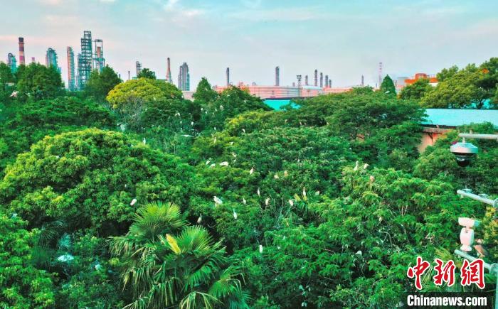 浙江經濟觀察：石化產業(yè)如何綠色高質量發(fā)展？