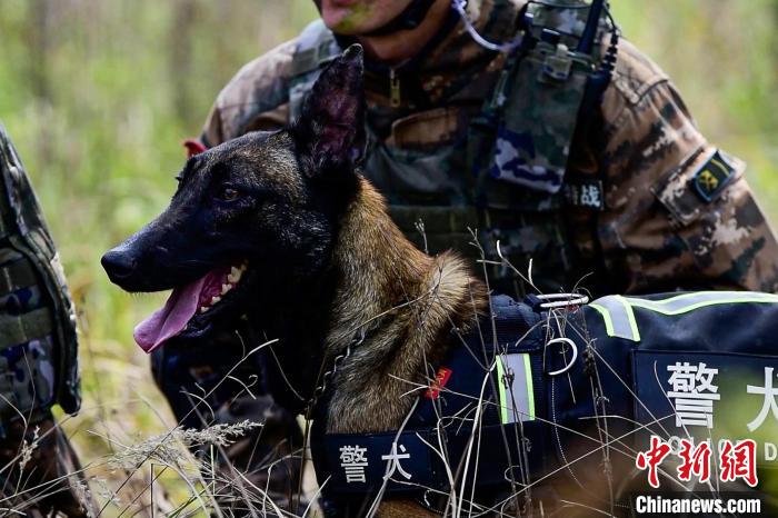 搜索犬協(xié)助行動?！⊥粝渤?攝