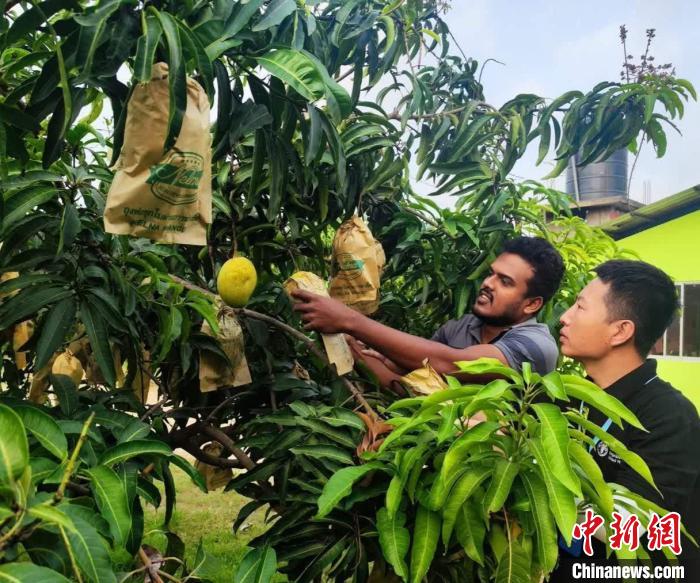 項(xiàng)目組專家在一處芒果生產(chǎn)基地開展田間病蟲害防控指導(dǎo)?！≈兴鼓夏虾献鲗＜医M供圖
