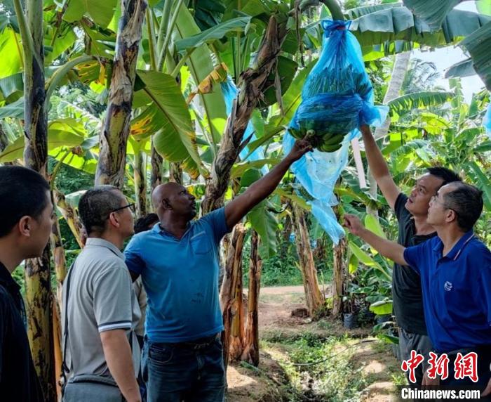 在金融危機國家助農(nóng)是什么體驗？專訪“中國-FAO-斯里蘭卡南南合作”項目團隊隊長